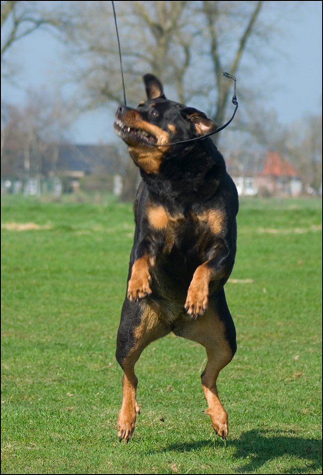 21 - honden 30 april 19