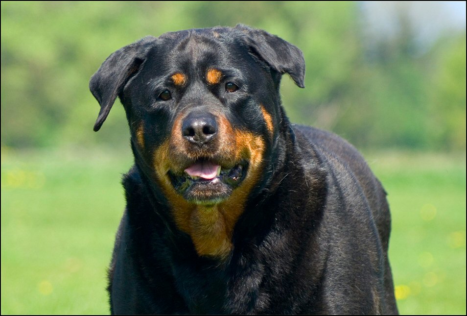 27 - honden 30 april 19