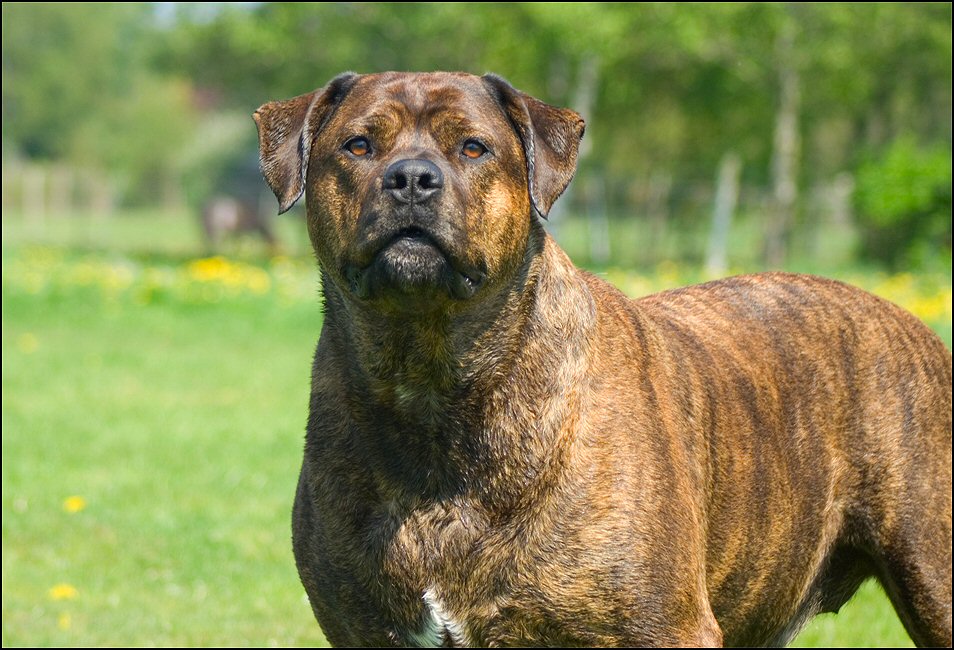 165 - honden 30 april 19