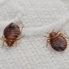 154378649-56a58eed3df78cf77... - Bed Bug Services