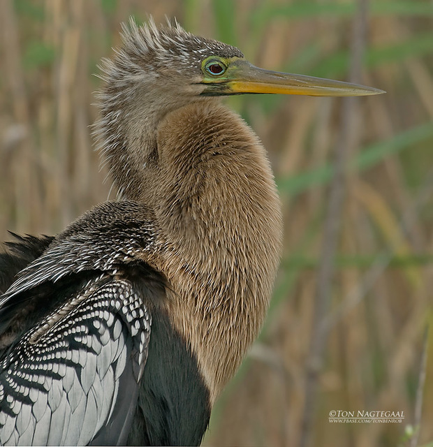 1 http://www.trymaxface.com/KETO/maxfitketo.com