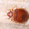 Exterminator Bed Bug Services