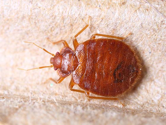 Bed Bug Treatment Cost5 Exterminator Bed Bug Services