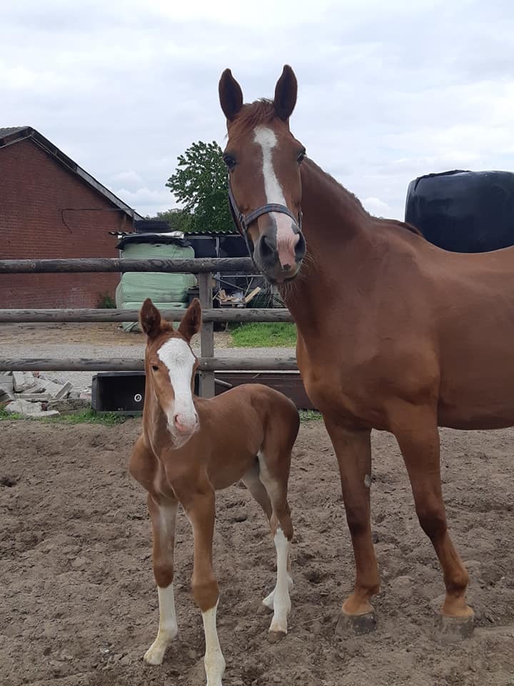 Offereins 06 - Offereins