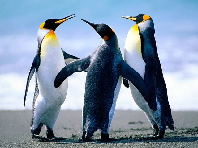 Penguins that as it may concentrated on the effect