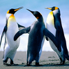 Penguins - Physiology tells us that st...