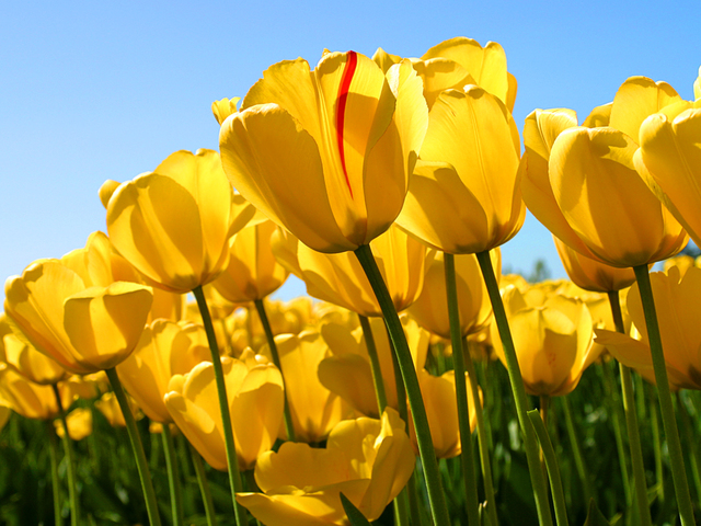 Tulips http://www.dietpillsrevolution.com/keto-charge-plus/