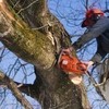 tree trimmers alexandria va - Tree Service Contractors in...