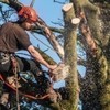 tree trimming alexandria va - Tree Service Contractors in...
