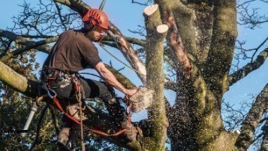 tree trimming alexandria va Tree Service Contractors in Alexandria VA