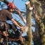 tree trimming alexandria va - Tree Service Contractors in Alexandria VA
