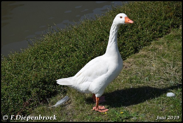 Gans-BorderMaker 2019