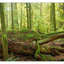 Cathedral Grove 2019 5 - Panorama Images