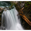 Little Qualicum Falls 2019 5 - Nature Images