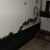 black mold in living room - Mold removal Honolulu