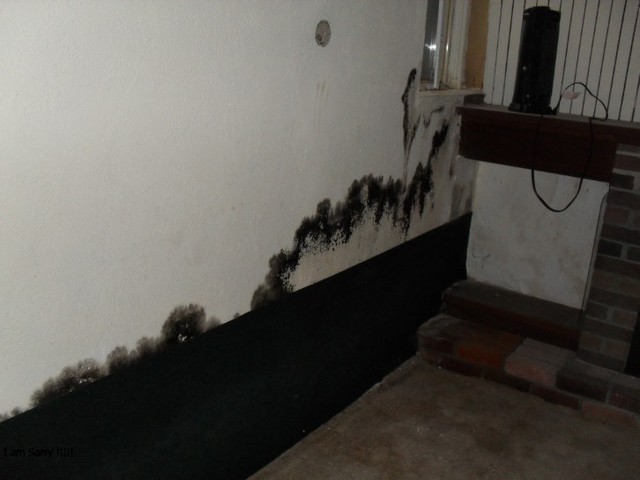 black mold in living room Mold removal Honolulu
