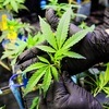 Cannabis Plant - Picture Box