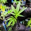 Cannabis Plant - Picture Box