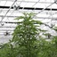 Indoor Cannabis Growhouse - Picture Box