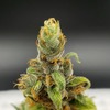 Marijuana Flower Picture - Picture Box