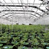 Marijuana Grow - Picture Box