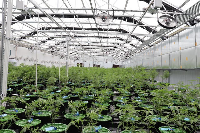 Marijuana Grow Picture Box