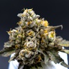 Night Nurse Marijuana Strain - Picture Box