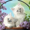 Lovely Cats Images HD Wallp... - Picture Box