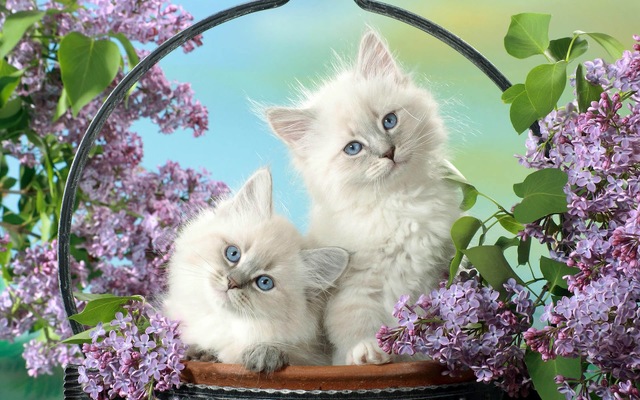 Lovely Cats Images HD Wallpaper Download Free Picture Box