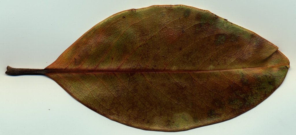 leaflighter Picture Box