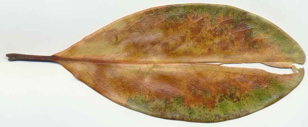 leaflander jpeg Picture Box