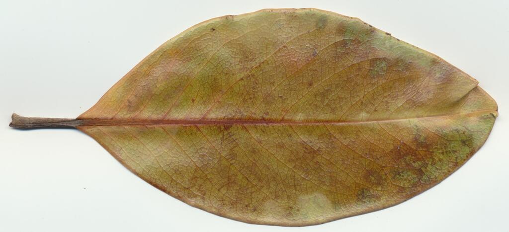 leaflighter jpeg Picture Box