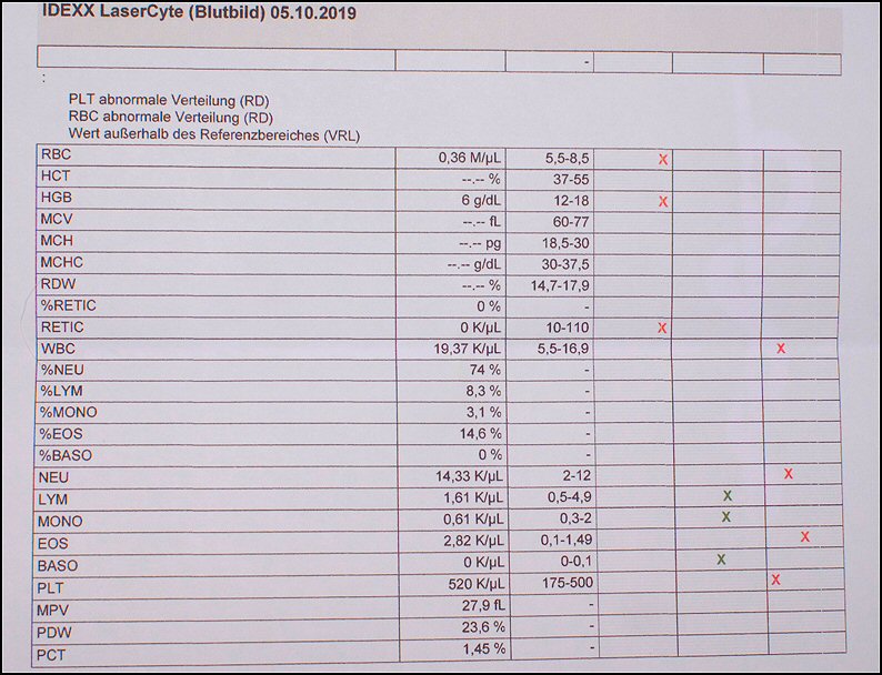 4 - bloeduitslagen red