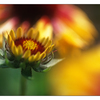 steveston flower - 35mm photos