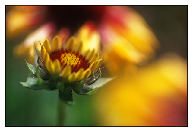 steveston flower 35mm photos