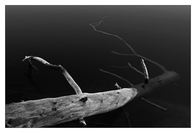 tree in water -slide film 35mm photos