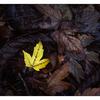 Fall -slide film - 35mm photos