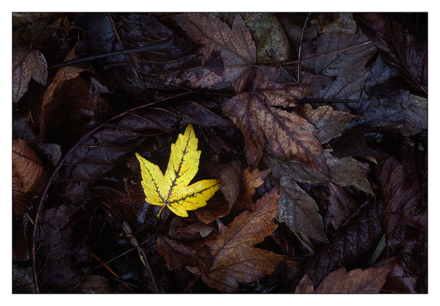 Fall -slide film 35mm photos
