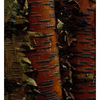 Tree Detail -slide film - 35mm photos