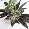 Medical Cannabis - High Level Health