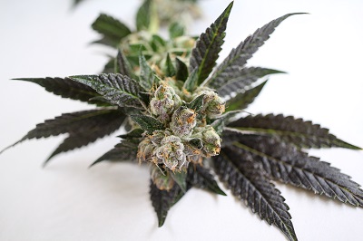 Medical Cannabis High Level Health