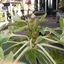 Fatsia Spiderweb 26-10-19 - Garden 2019 & 2020