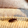 bed bug treatment nj - I Have Bed Bugs