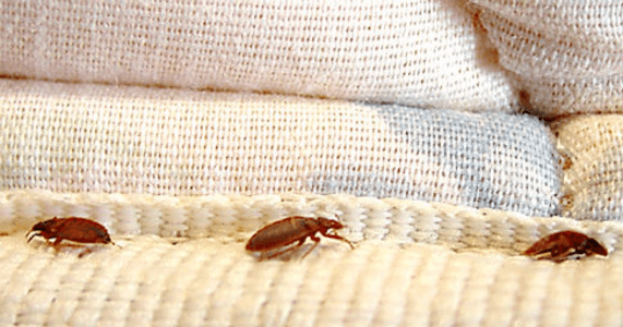 bed bug treatment nj I Have Bed Bugs