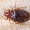 bed bugs nj - I Have Bed Bugs