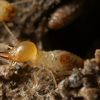 Termite Control Melbourne - Termite Control Melbourne