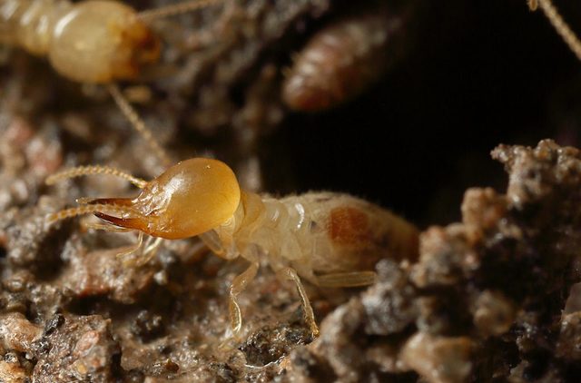 Termite Control Melbourne Termite Control Melbourne