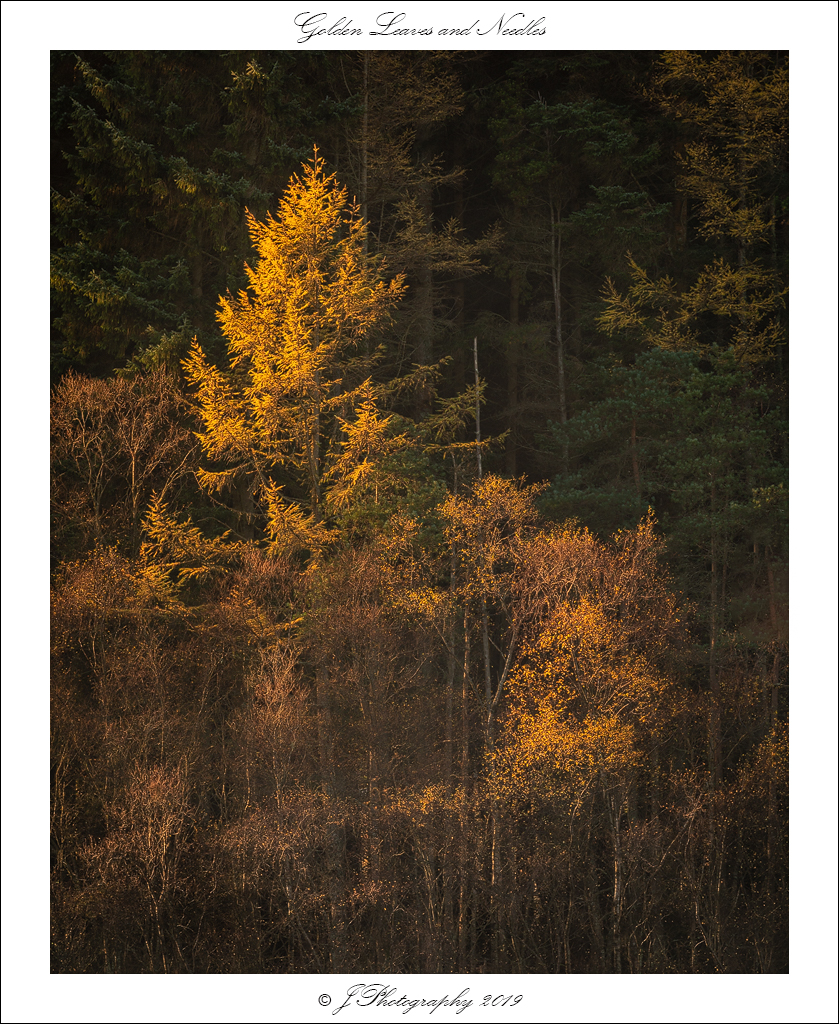  DSC0611 Golden Leaves and Needles - 