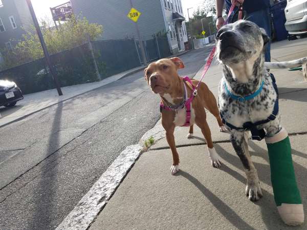daily-dog-walker-cost-boston-ma Paws to Consider