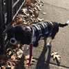 dog-walking-rates-boston-ma - Paws to Consider